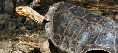 Saddleback tortoise Galapagos