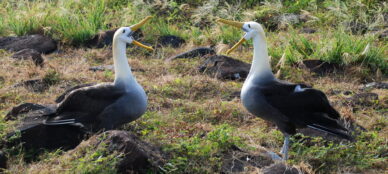 Waved Albatross Espnola Island
