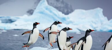 Antarctica gentoo penguins arriving