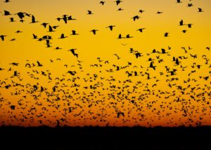 Argentina wetlands formosa