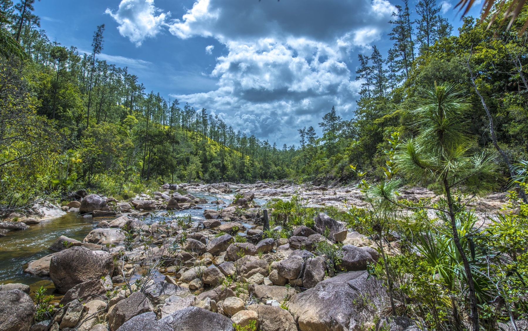 Belize Mountain pine ridge
