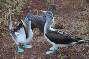 blue_footed_boobies_galapagos