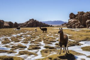 Bolivia-home