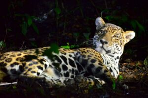 Brazil Pantanal jaguar