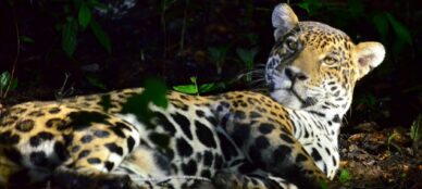 Brazil Pantanal jaguar