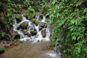 Ecuador cloudforest stream