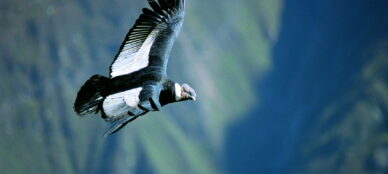 Condor in flight