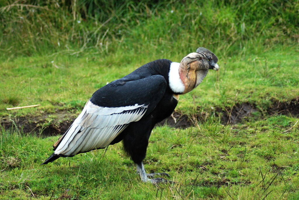 Condor adult male