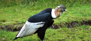 Condor adult male