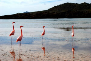 Floreana island galapagos flamingos