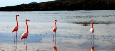 Floreana island galapagos flamingos