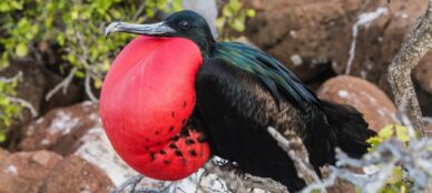 Galapagos-Frigatebirds