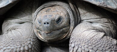 Galapagos giant tortoise