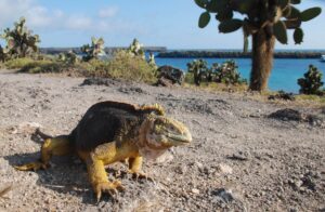 Galapagos land iguana