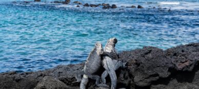 Galapagos Marine Iguanas
