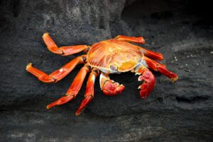 Galapagos Sally Lightfoot Crab