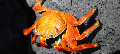 Galapagos Santiago & North crab