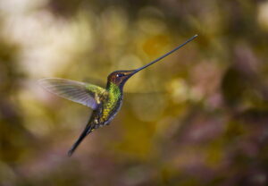 Guango lodge hummingbird