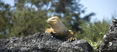 Isabela-Urvina-Bay-land-iguana