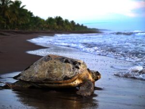 Sea turtle in Tortuguero National Park