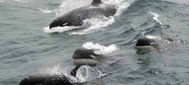 Orcas or killer whales