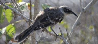 Galapagos Mockingbird