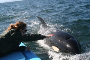 Orca and tourist