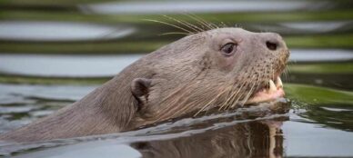 Giant Otter