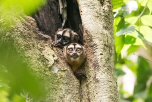 Ecuador Owl monkey