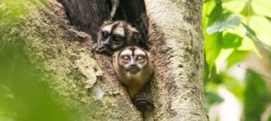 Ecuador Owl monkey