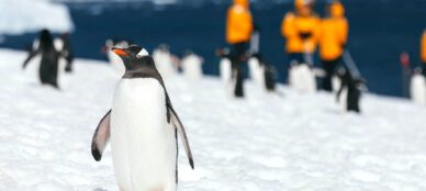South Georgia gentoo