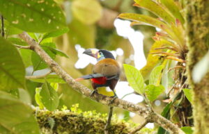 plate-billed mountain toucan