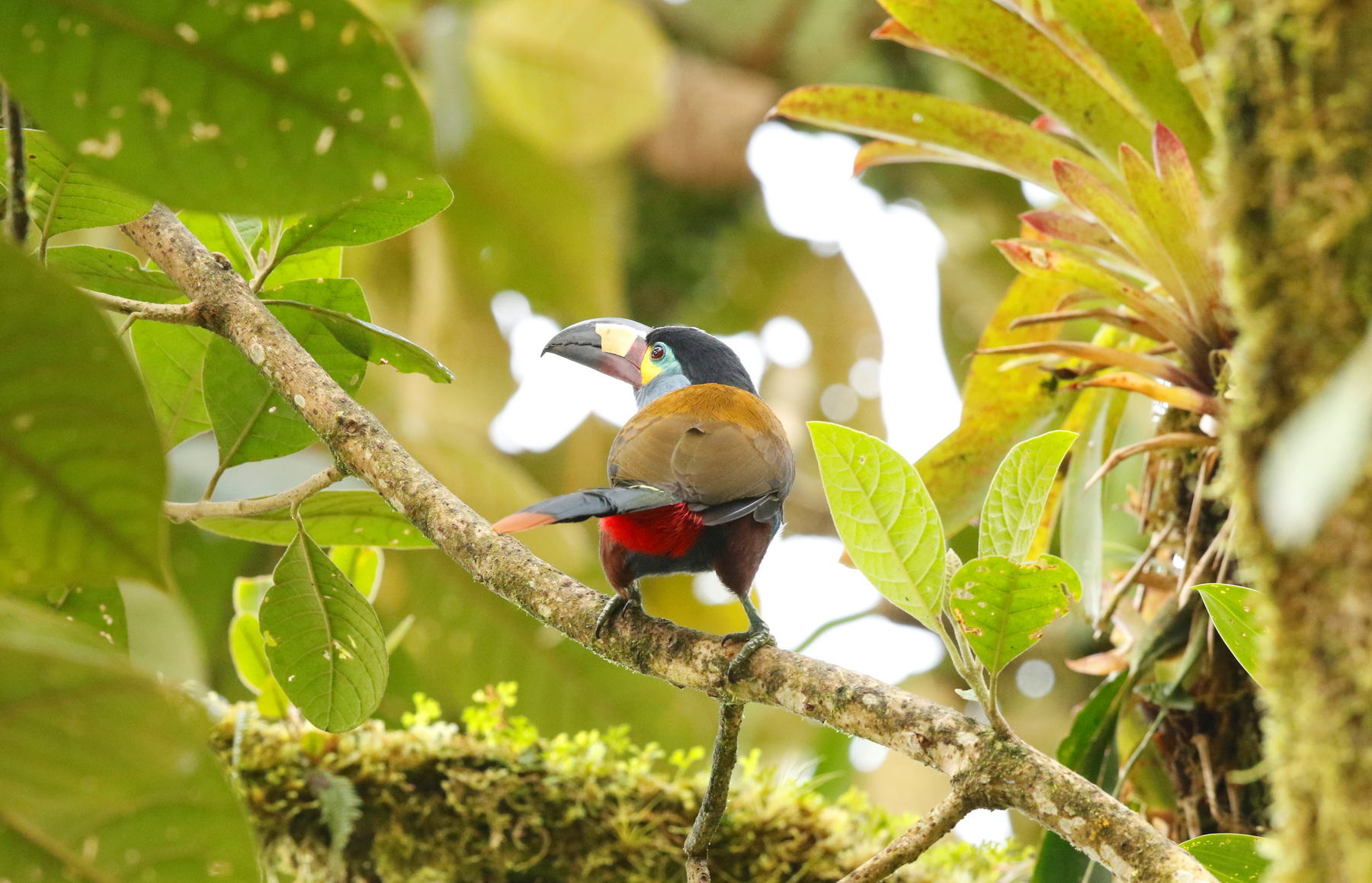 plate-billed mountain toucan
