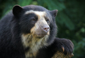 Spectacled bear (Tremarctos ornatus)