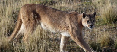 Pumas