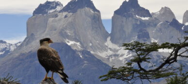 Torres del Paine