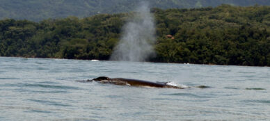 Costa Rica whale