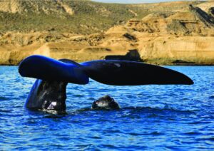 Valdes Peninsula whales