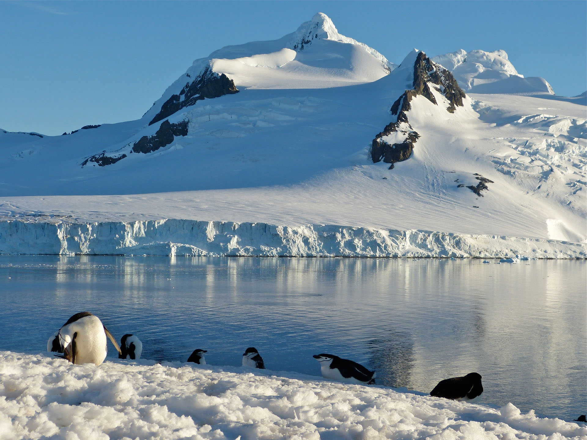 Chinstrap penguins Antarctica