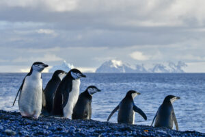 Chinstrap penguins