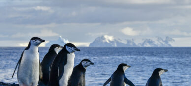 Chinstrap penguins